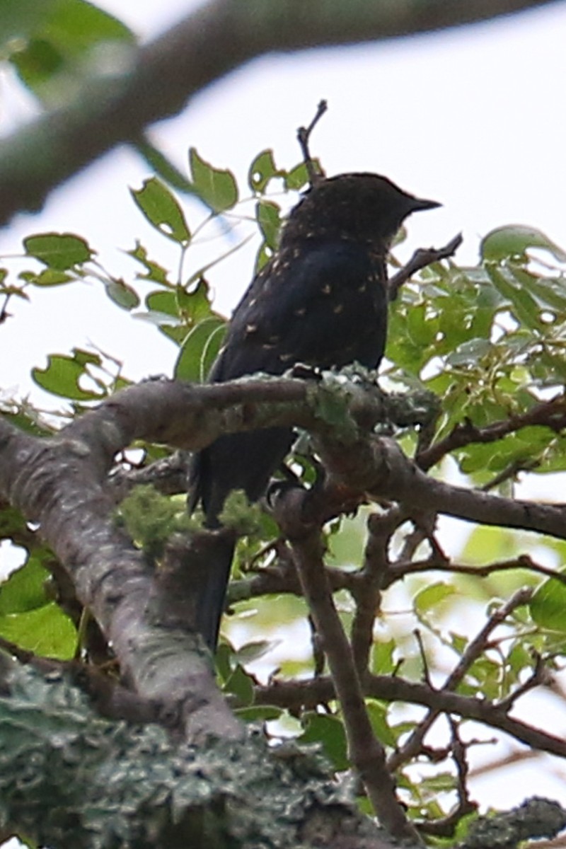 Southern Black-Flycatcher - Leejiah Dorward
