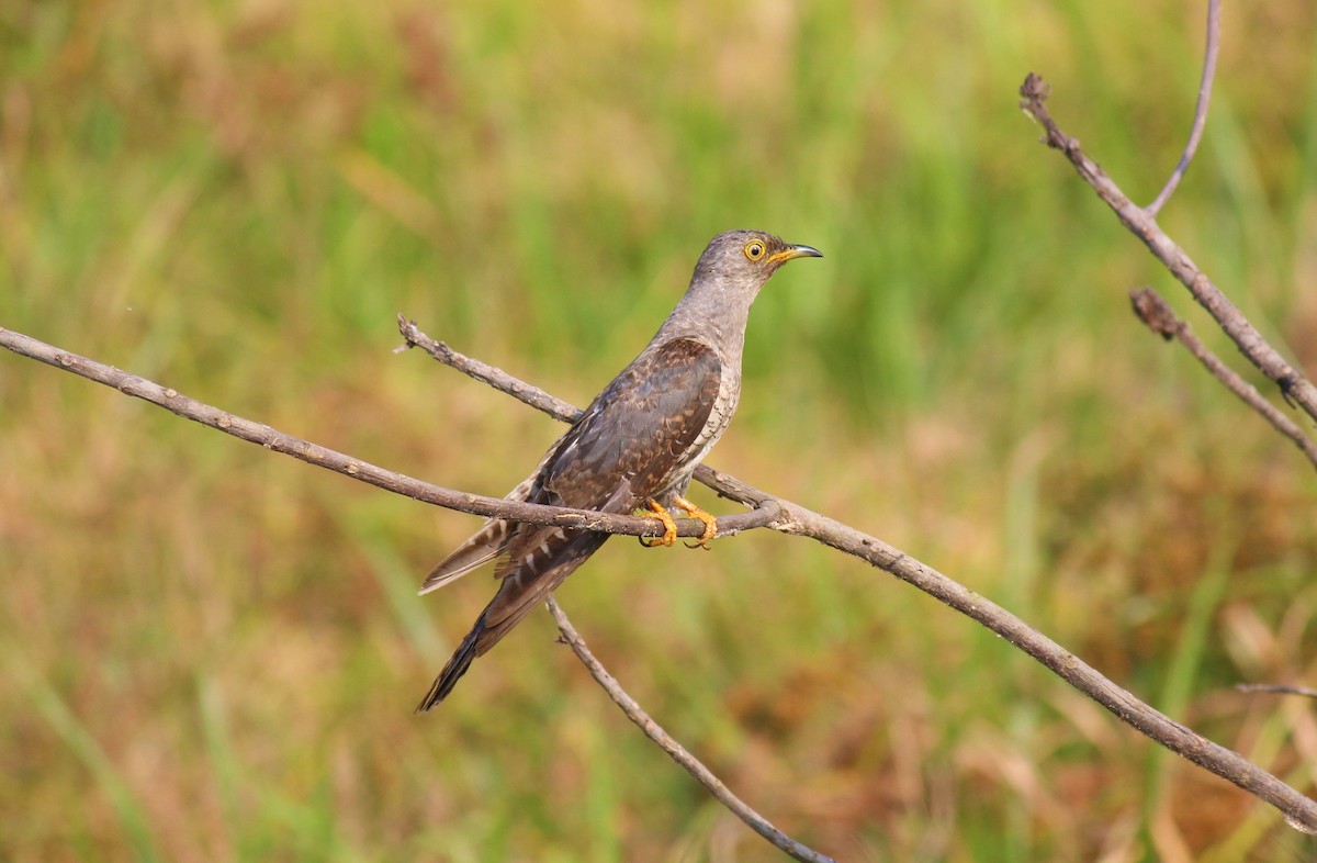Common Cuckoo - ML136077041