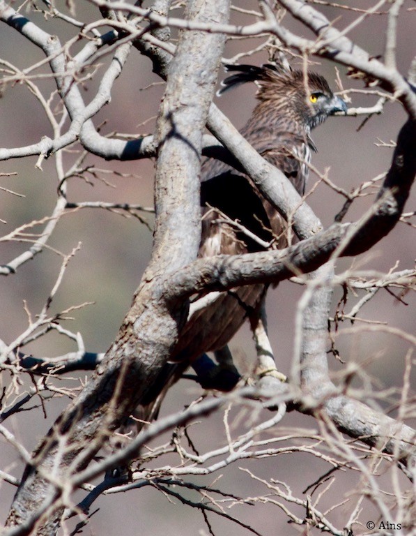 Changeable Hawk-Eagle (Crested) - ML136080781