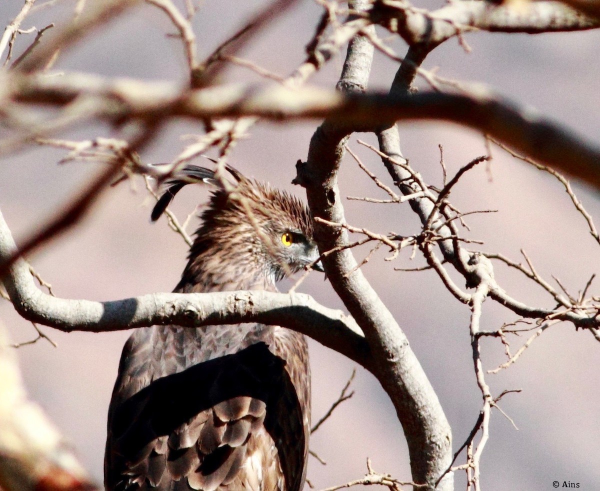 Changeable Hawk-Eagle (Crested) - ML136080791
