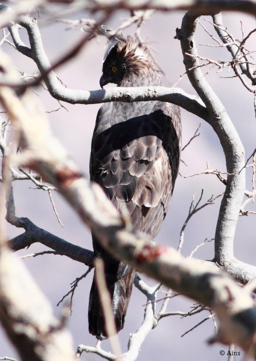 Changeable Hawk-Eagle (Crested) - ML136080801