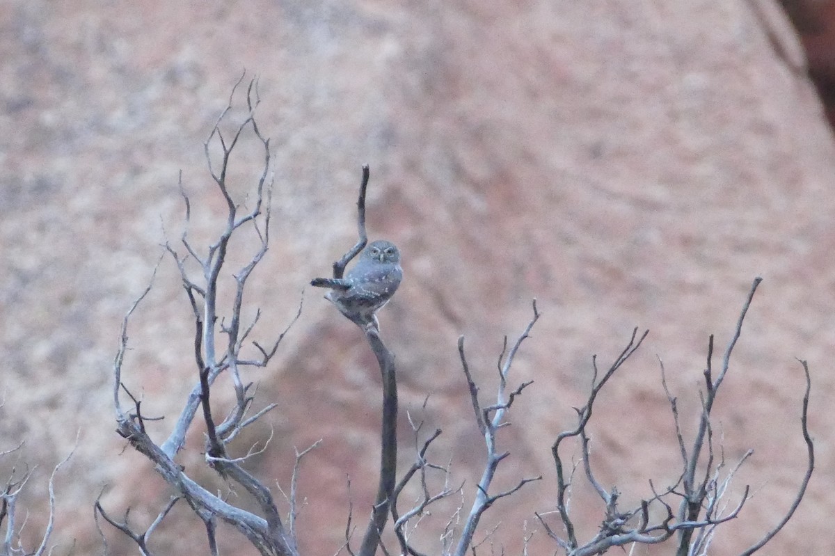 Northern Pygmy-Owl - Randall Siebert