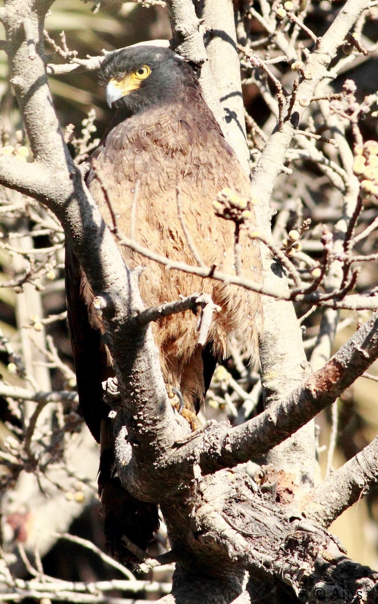 Crested Serpent-Eagle - ML136081411