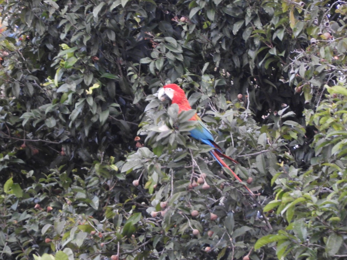 Red-and-green Macaw - Garth V. Riley