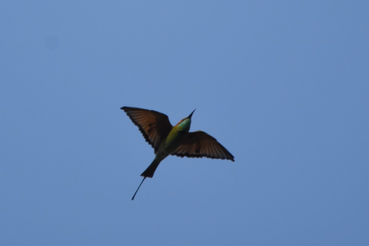 Asian Green Bee-eater - ML136083691