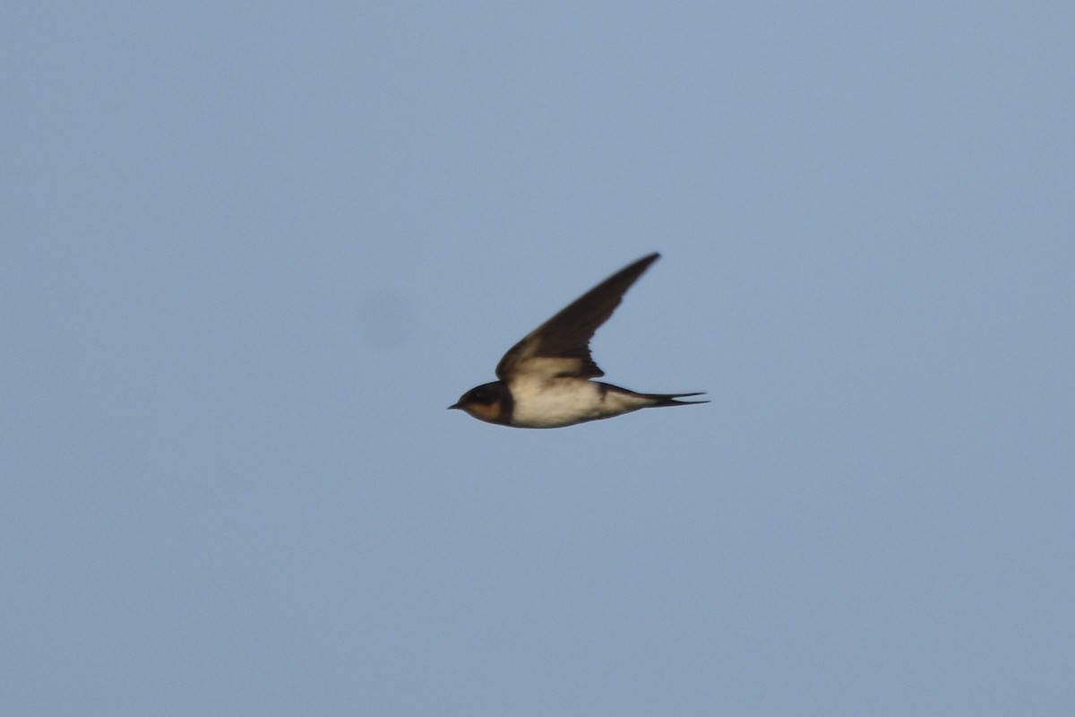 Barn Swallow (Buff-bellied) - ML136083841