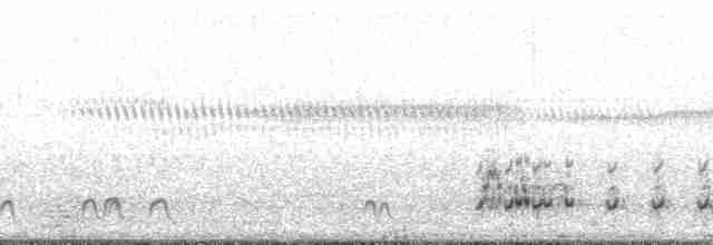 polák novozélandský - ML136084