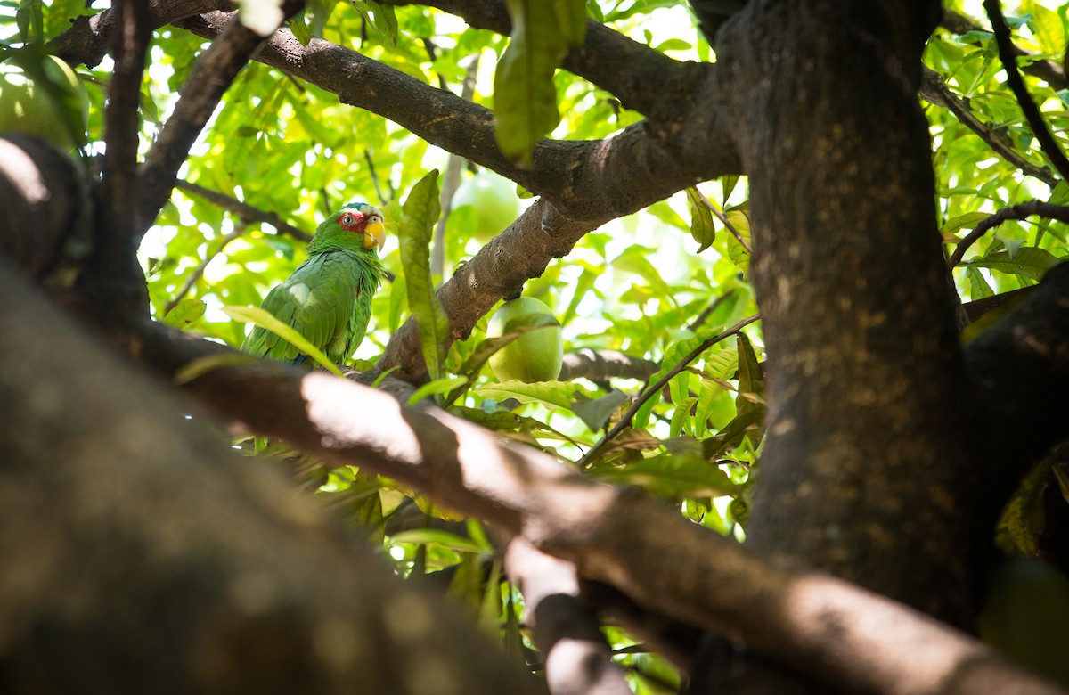 White-fronted Parrot - ML136091851
