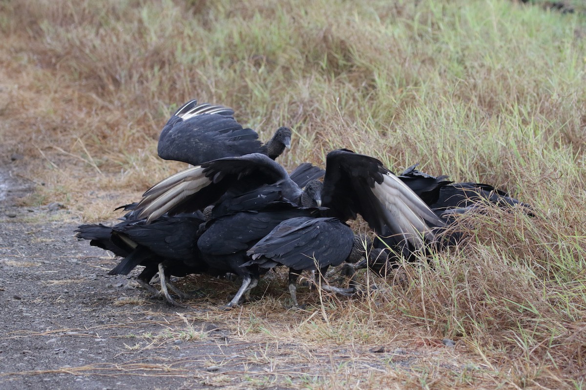 Black Vulture - ML136093641