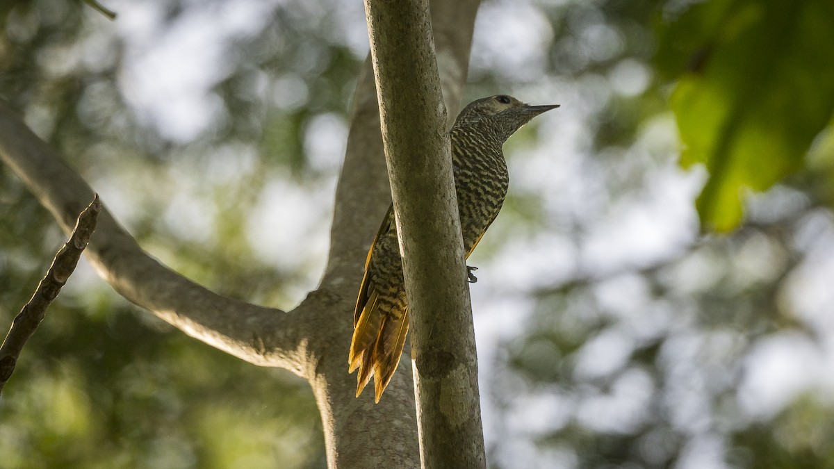 Gray-crowned Woodpecker - ML136093961
