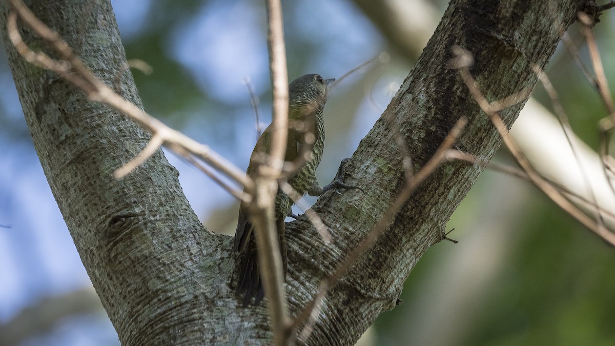 Gray-crowned Woodpecker - ML136093971