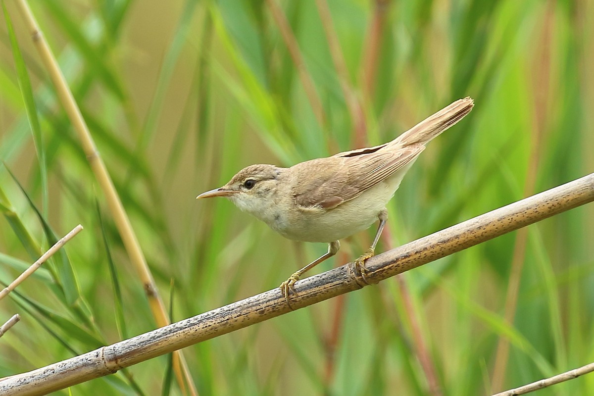 Common Reed Warbler - Robert Johnson