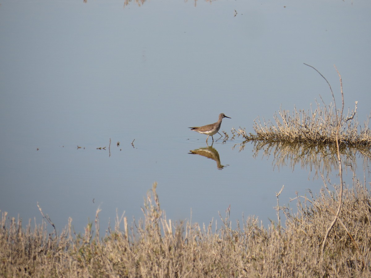 Greater Yellowlegs - Marilyn Castillo Muñoz (Kingfisher Birdwatching Nuevo León)