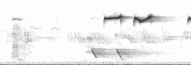 maoriflueskvett (macrocephala gr.) - ML136099