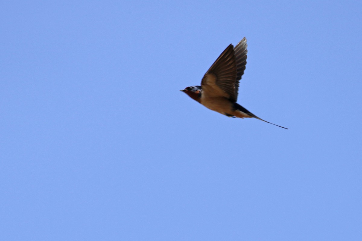 Barn Swallow (American) - ML136099601