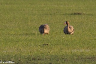 Greater White-fronted Goose, ML136100241