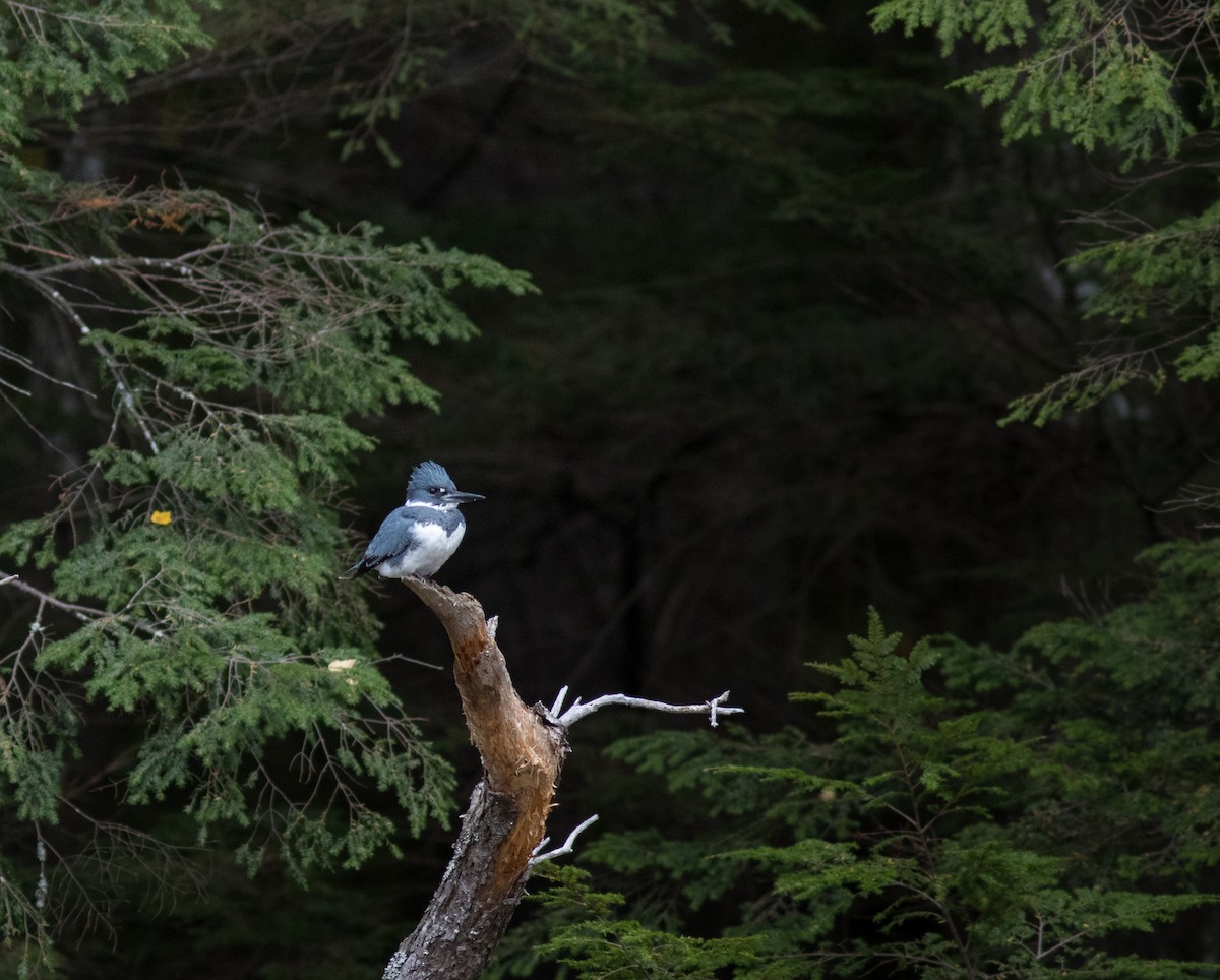 Belted Kingfisher - Casey Lowder