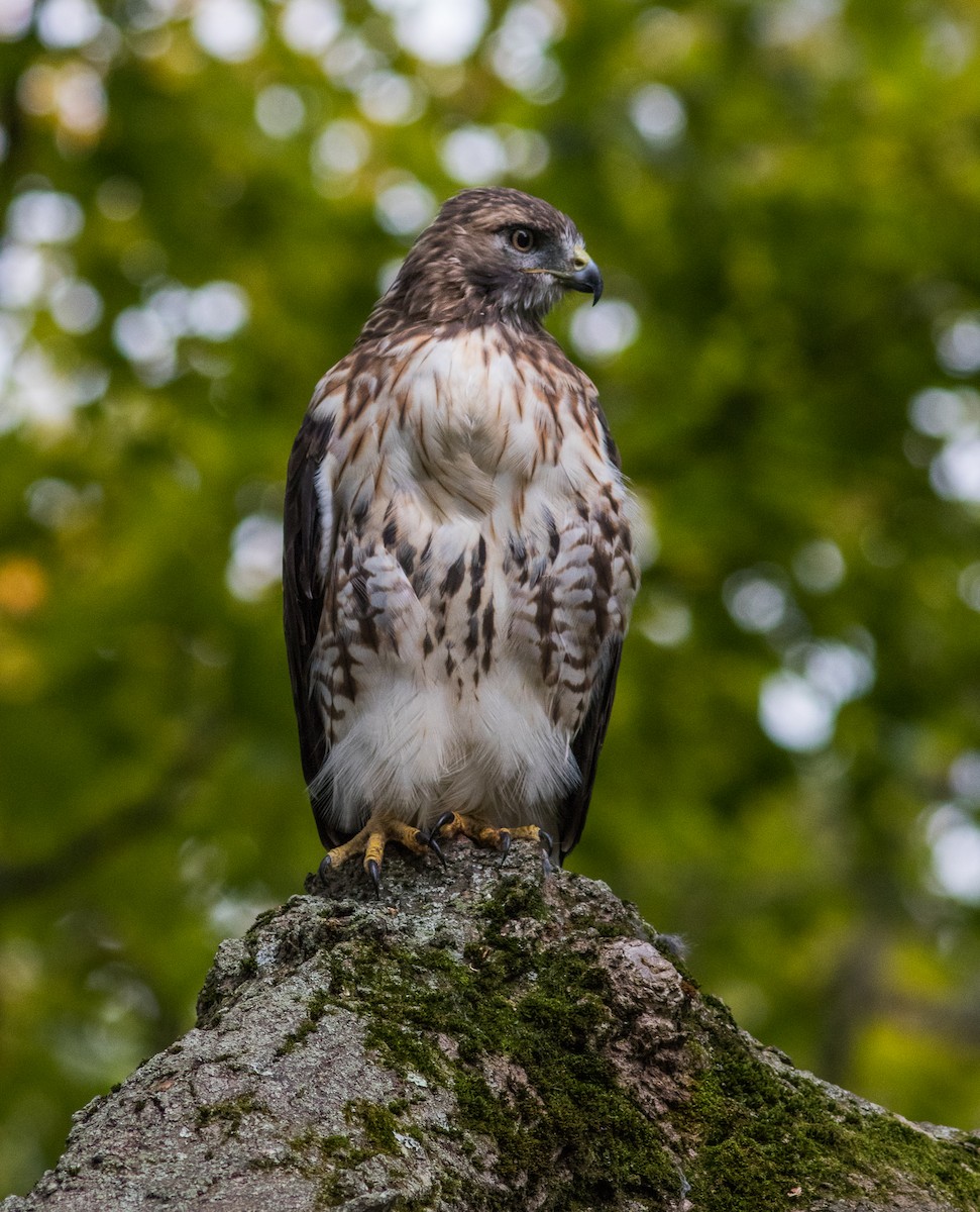 Red-tailed Hawk - Casey Lowder