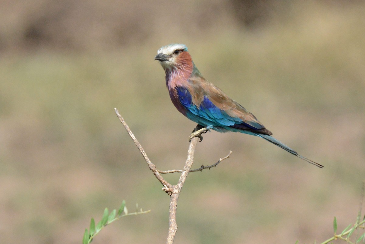 Lilac-breasted Roller - ML136105271