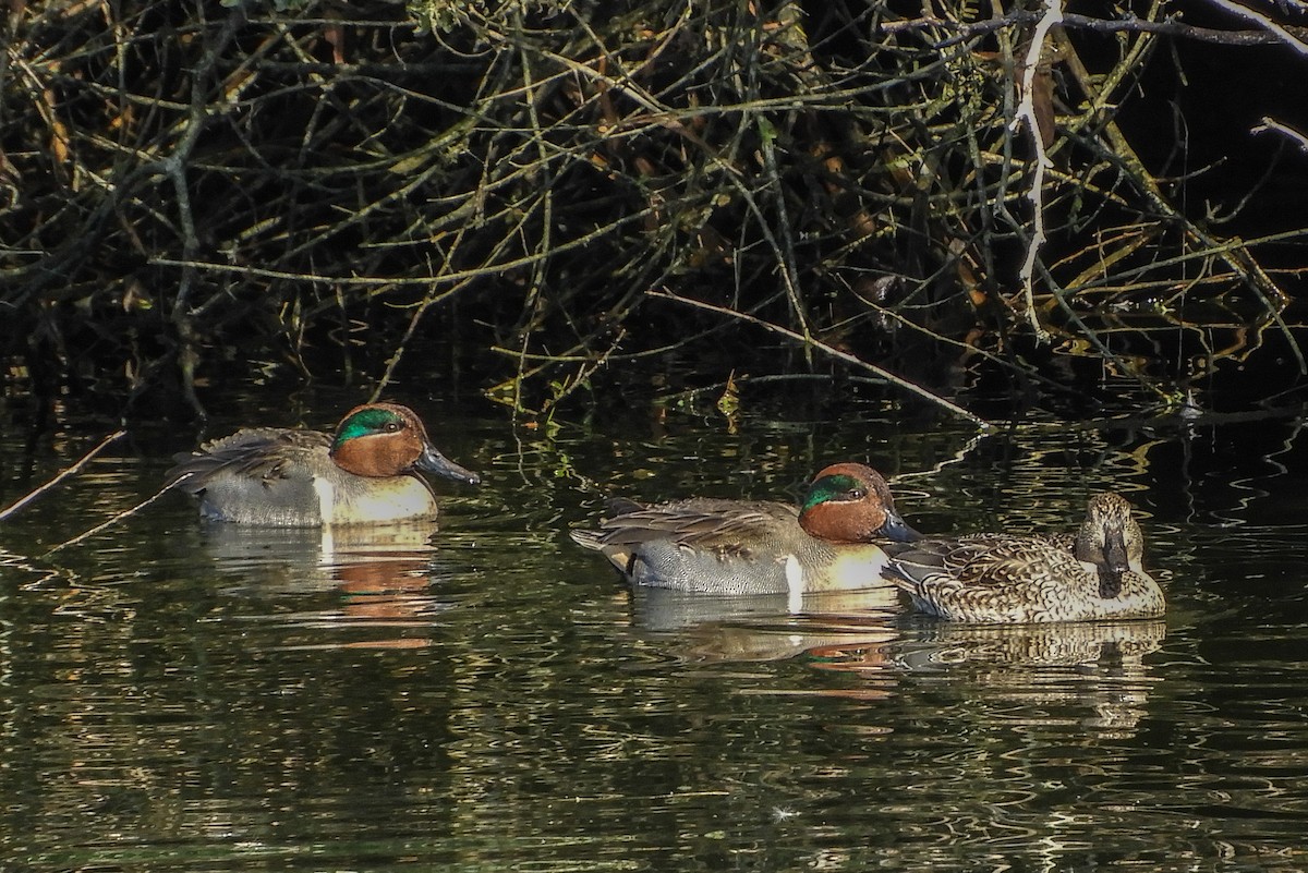 Green-winged Teal - ML136106101