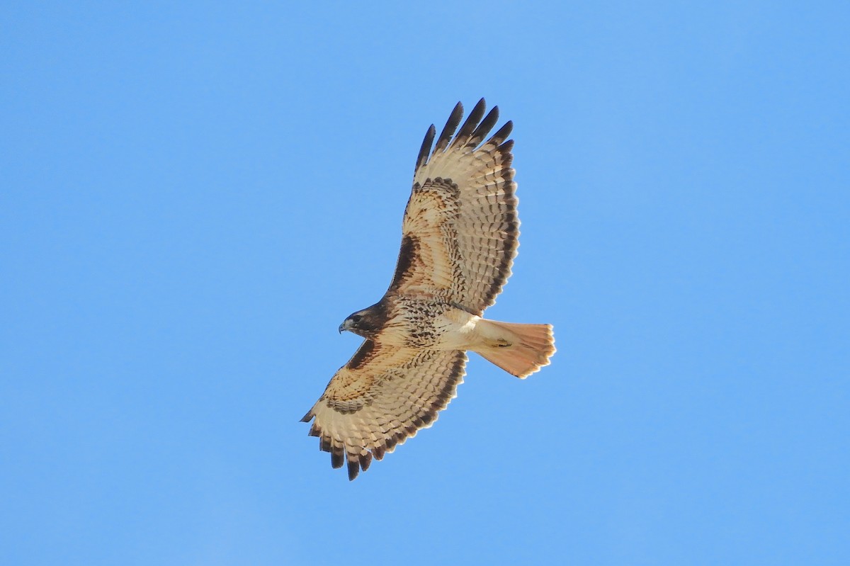 Red-tailed Hawk - ML136106751