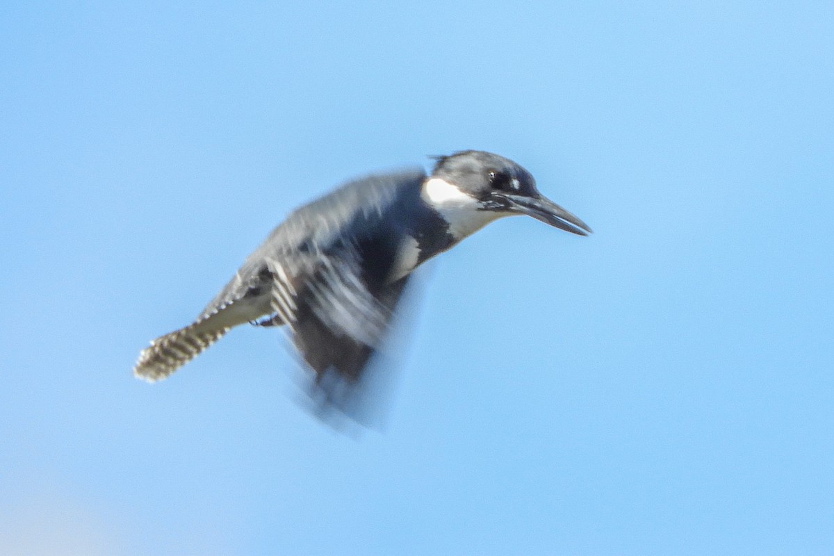 Belted Kingfisher - Susan Voelker