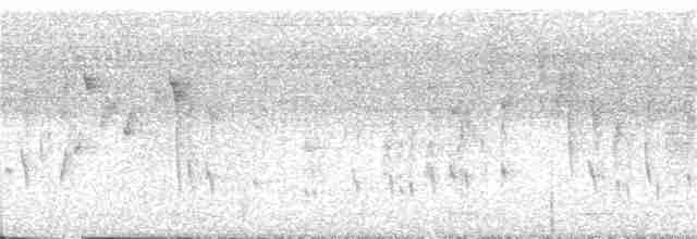 Новозеландская веерохвостка - ML136107611