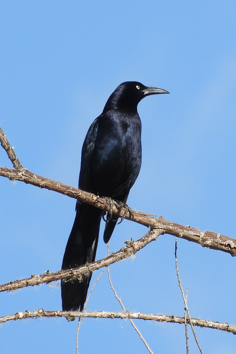 Great-tailed Grackle - ML136107631