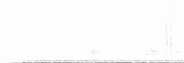 Méliphage carillonneur - ML136109