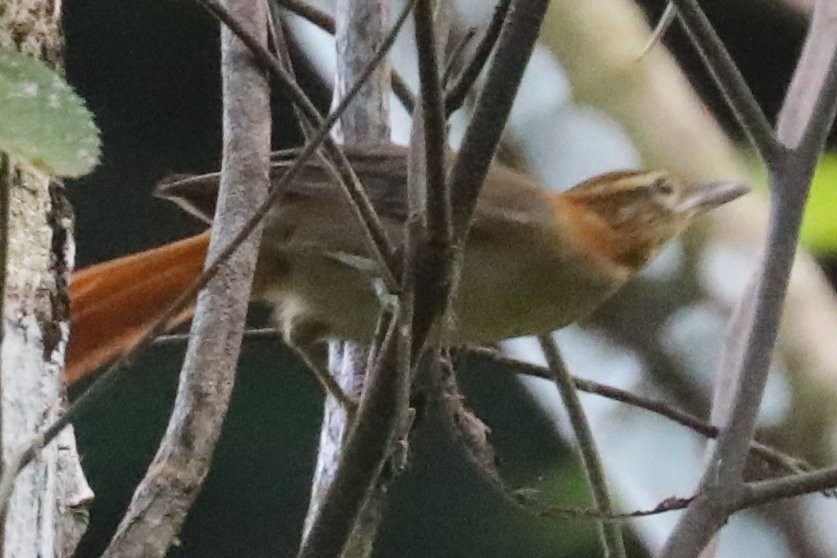 Ochre-throated Foliage-gleaner - Wendy Howes