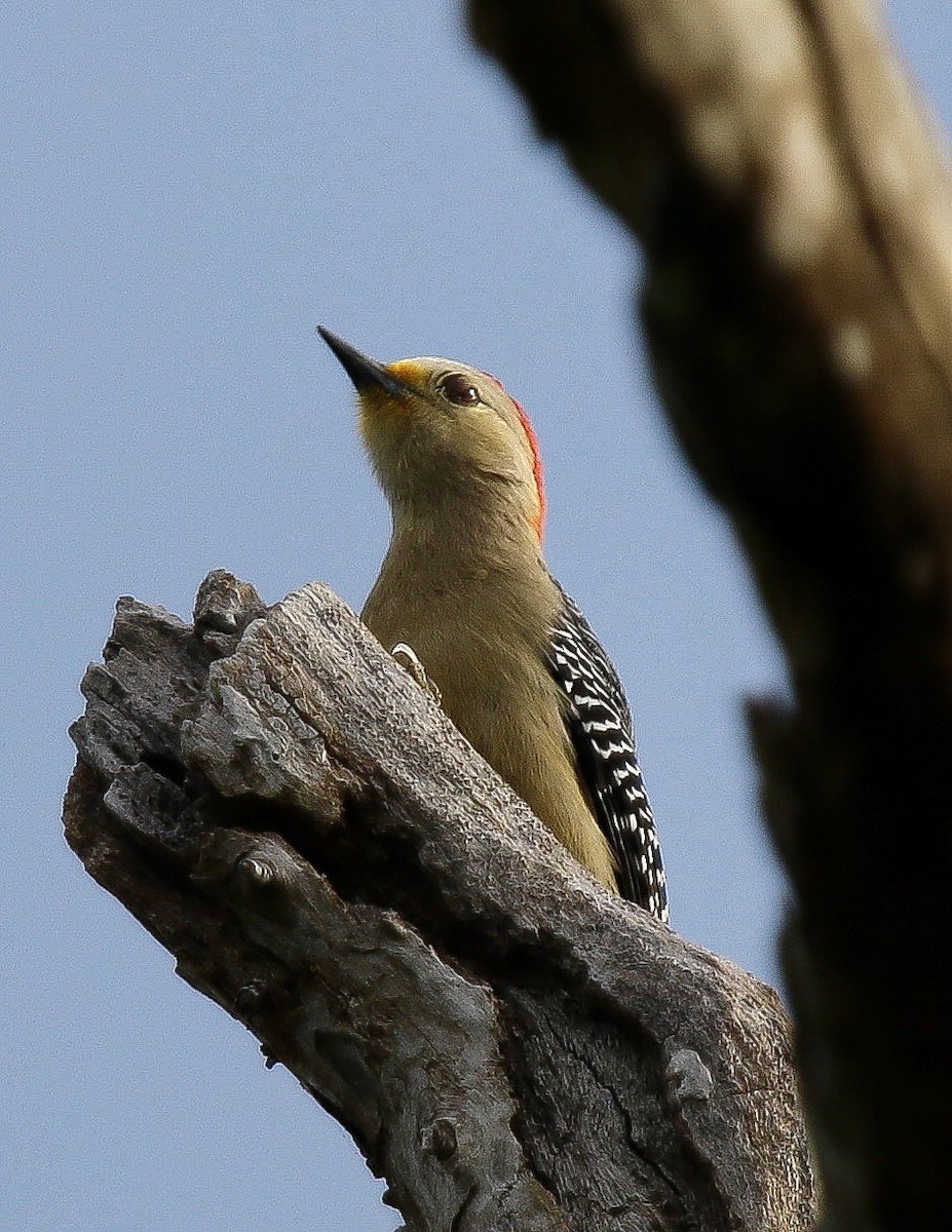 Yucatan Woodpecker - ML136112161