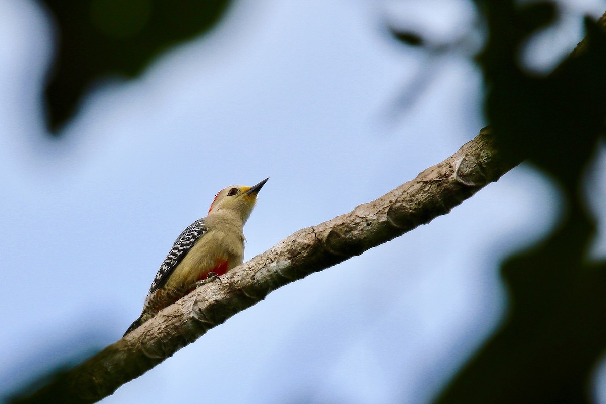 Yucatan Woodpecker - ML136112221