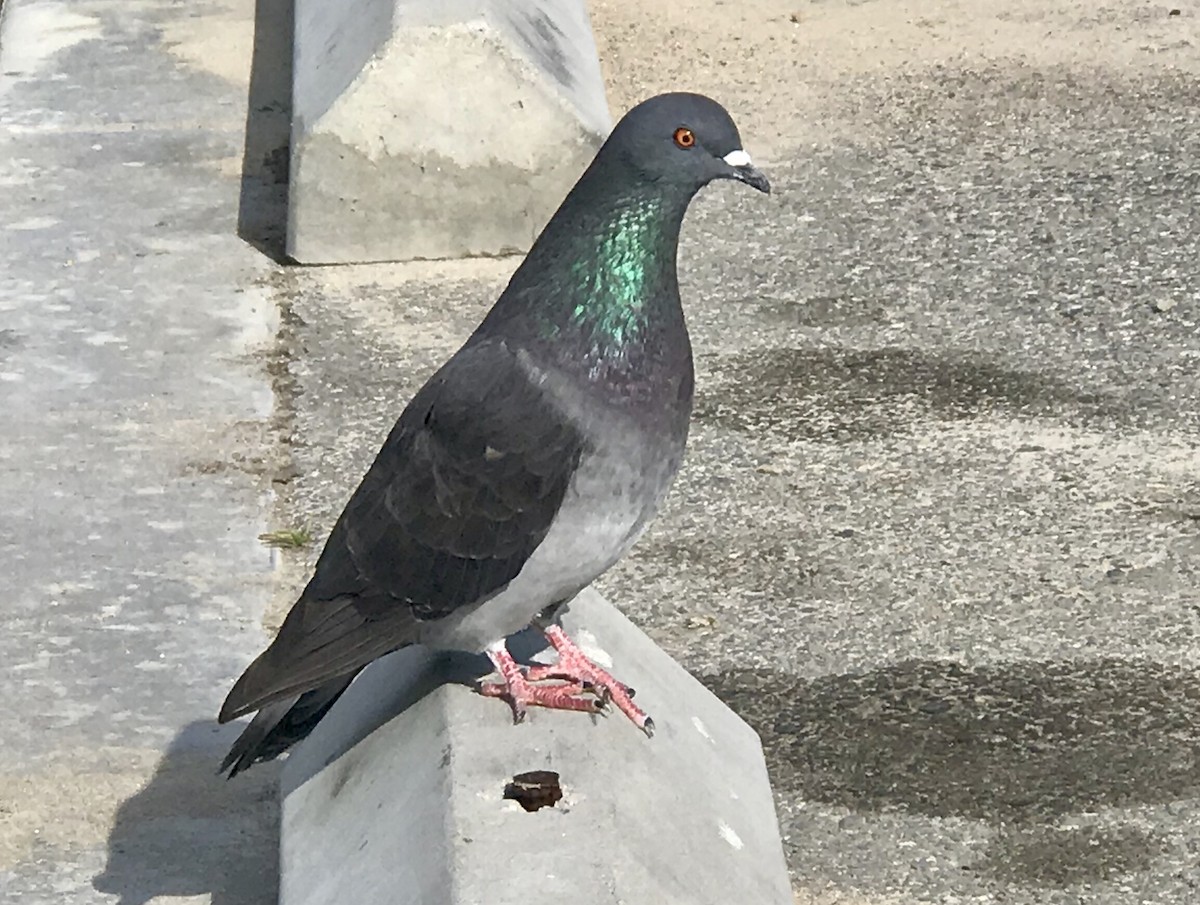 Rock Pigeon (Feral Pigeon) - Brian Daniels
