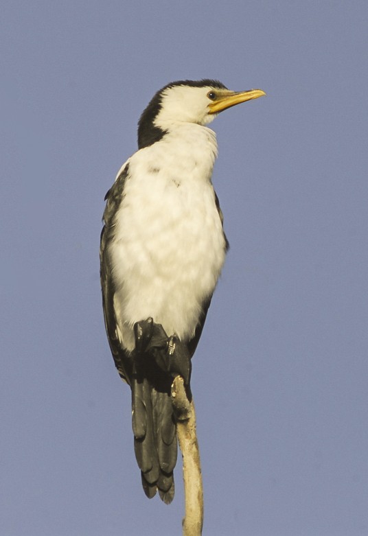 Little Pied Cormorant - Narca Moore