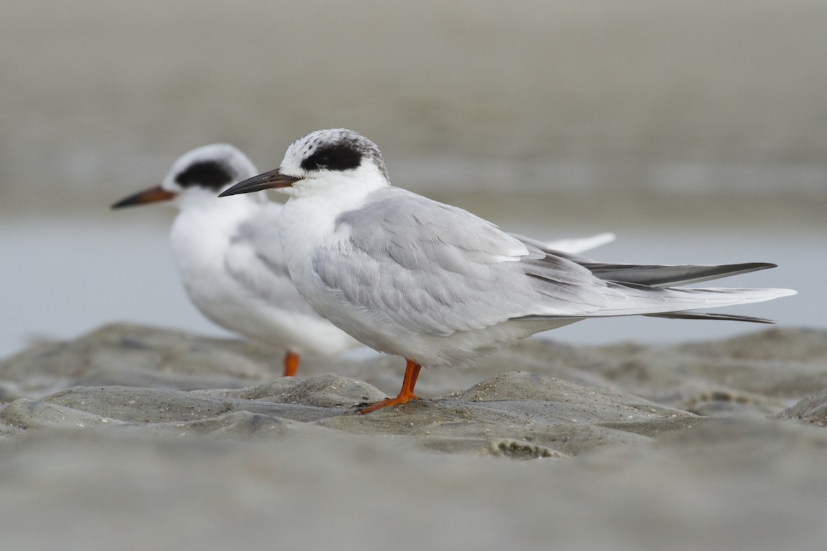 Forster's Tern - Liam Wolff
