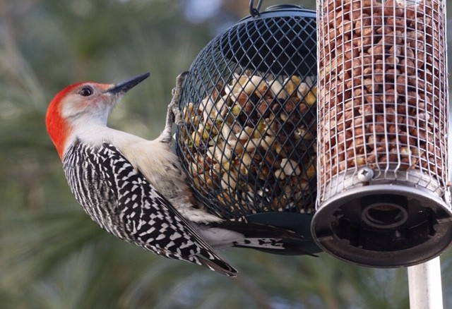 Red-bellied Woodpecker - ML136115641