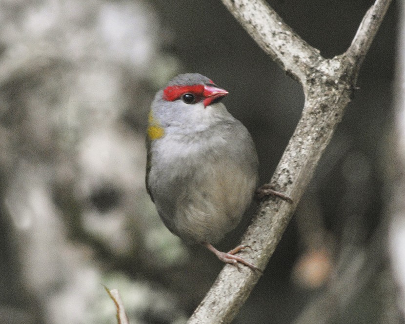 Red-browed Firetail - ML136116961