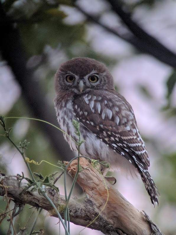Pearl-spotted Owlet - Max Breckenridge