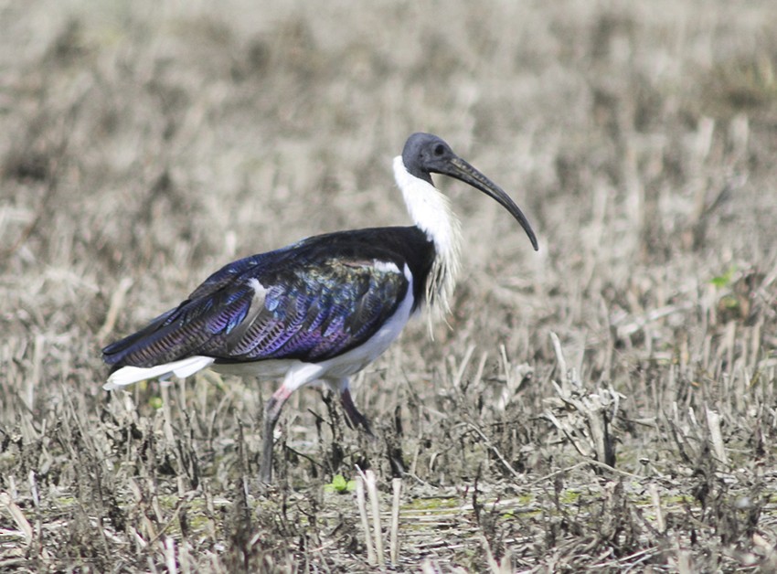 Straw-necked Ibis - Narca Moore
