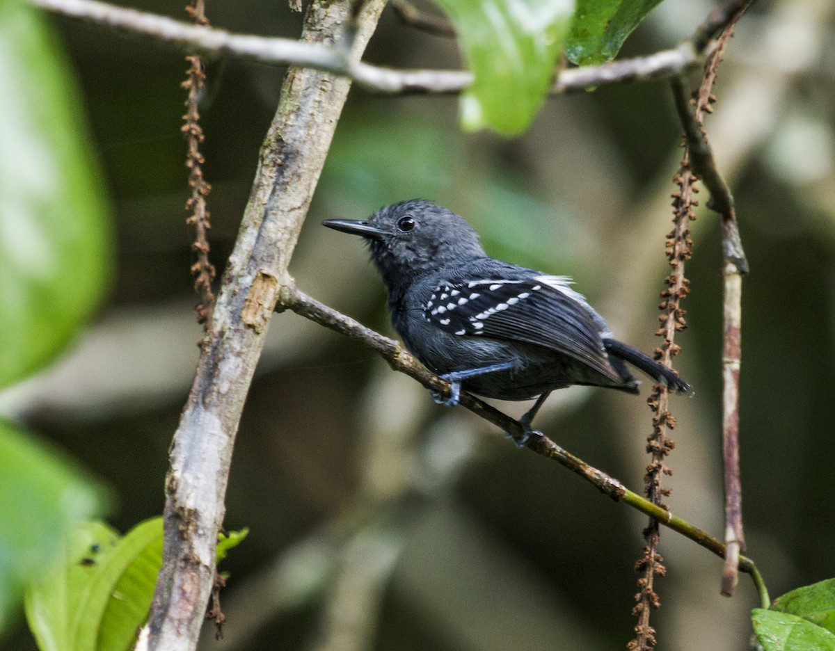 White-flanked Antwren (Silvery-flanked) - Nick Athanas
