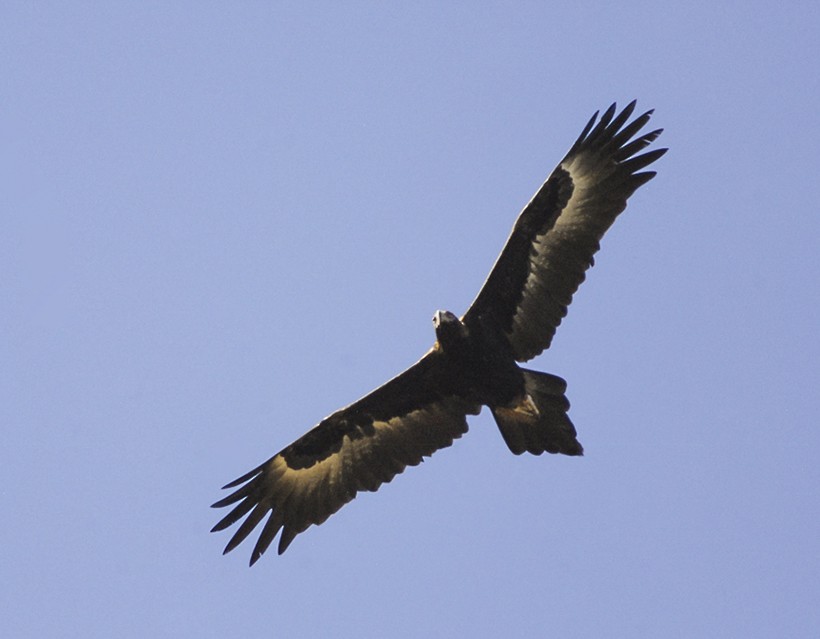 Wedge-tailed Eagle - ML136121271
