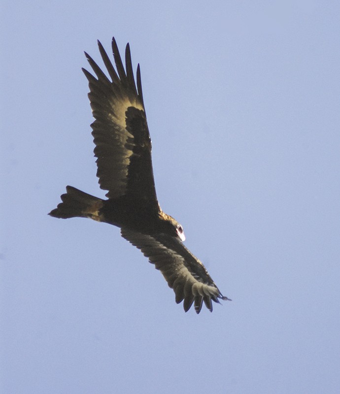 Wedge-tailed Eagle - ML136121281