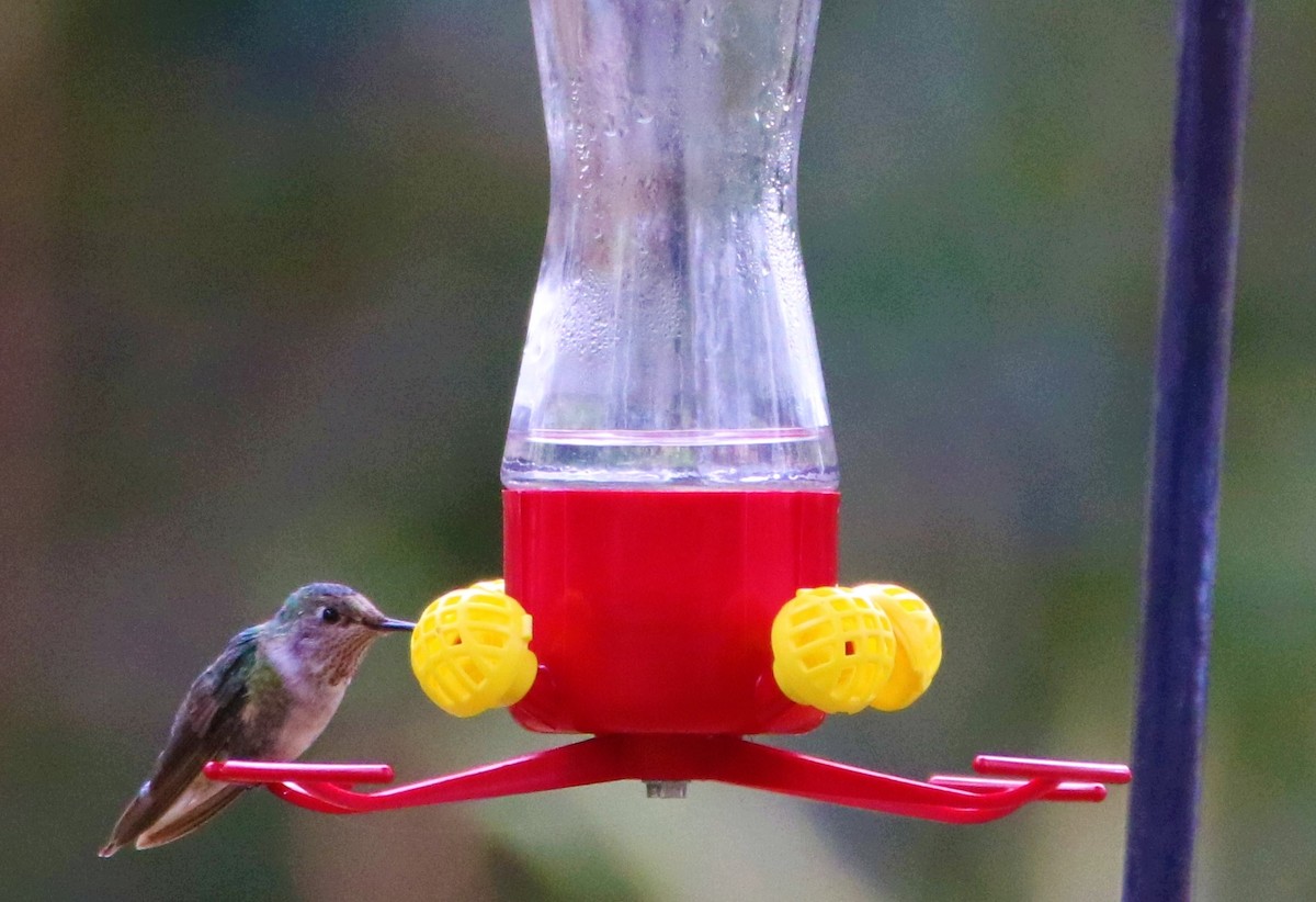 Broad-tailed Hummingbird - ML136121401