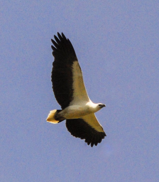 White-bellied Sea-Eagle - Narca Moore