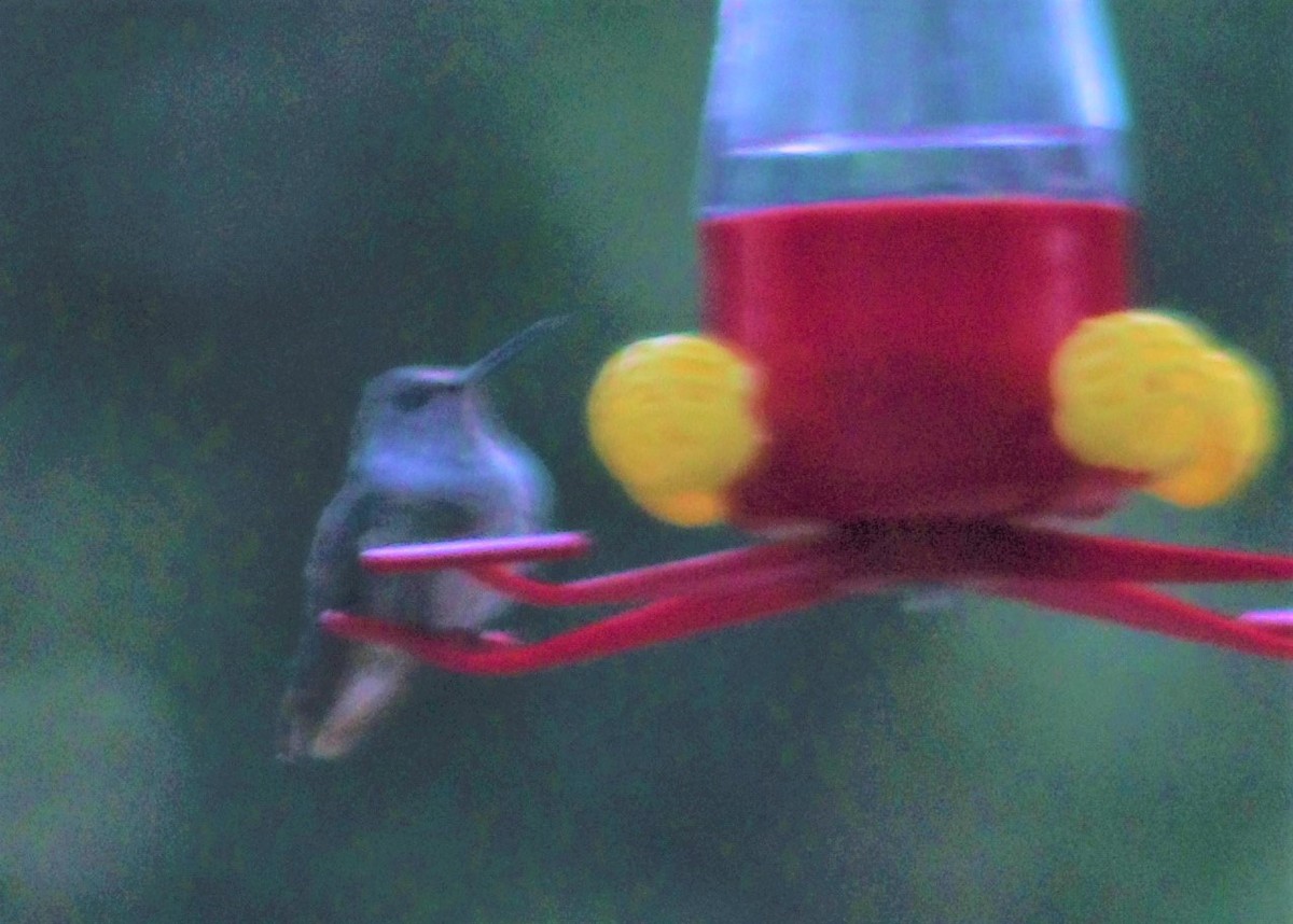 Broad-tailed Hummingbird - ML136123091