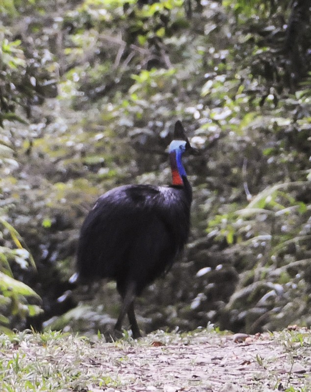 Southern Cassowary - Narca Moore