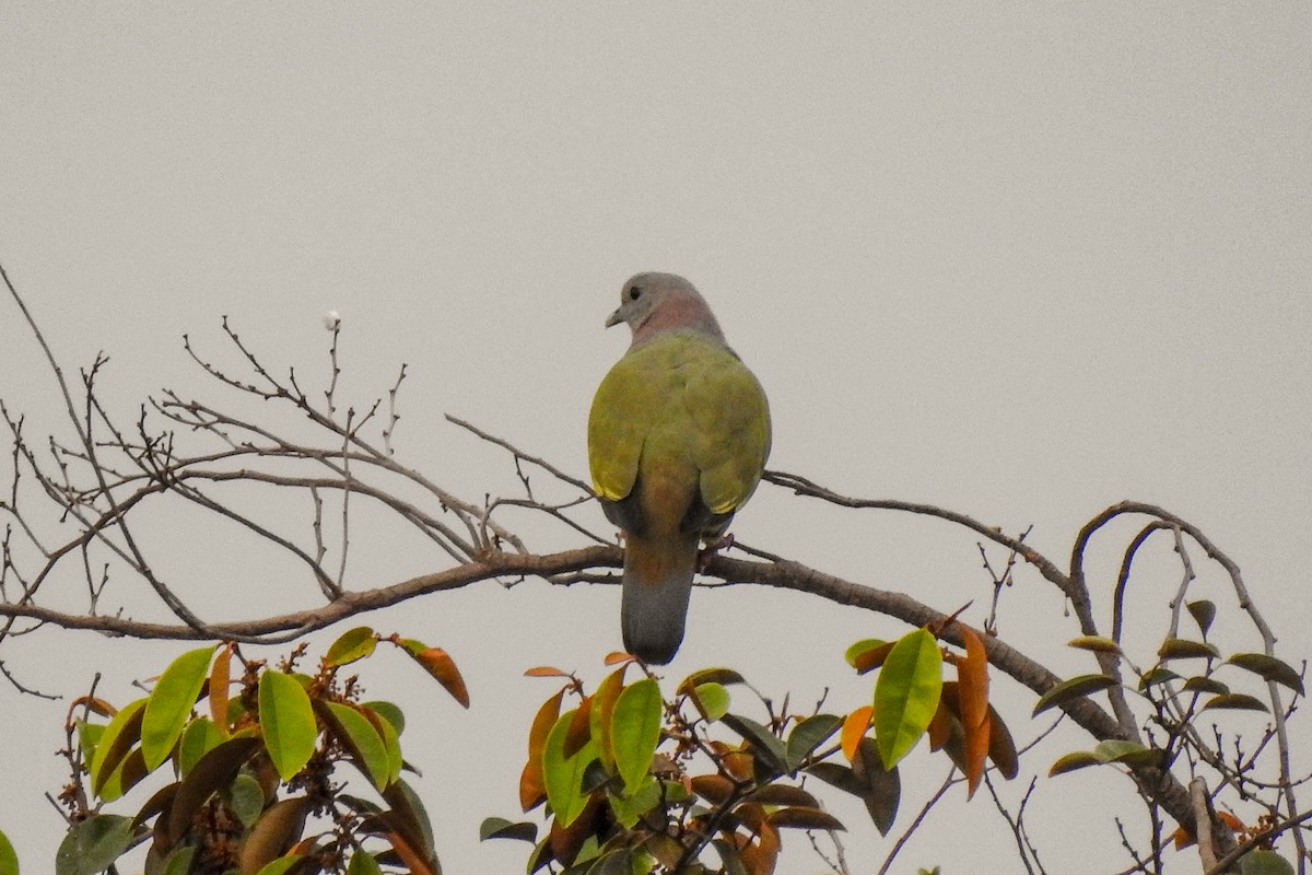 Pink-necked Green-Pigeon - ML136127861
