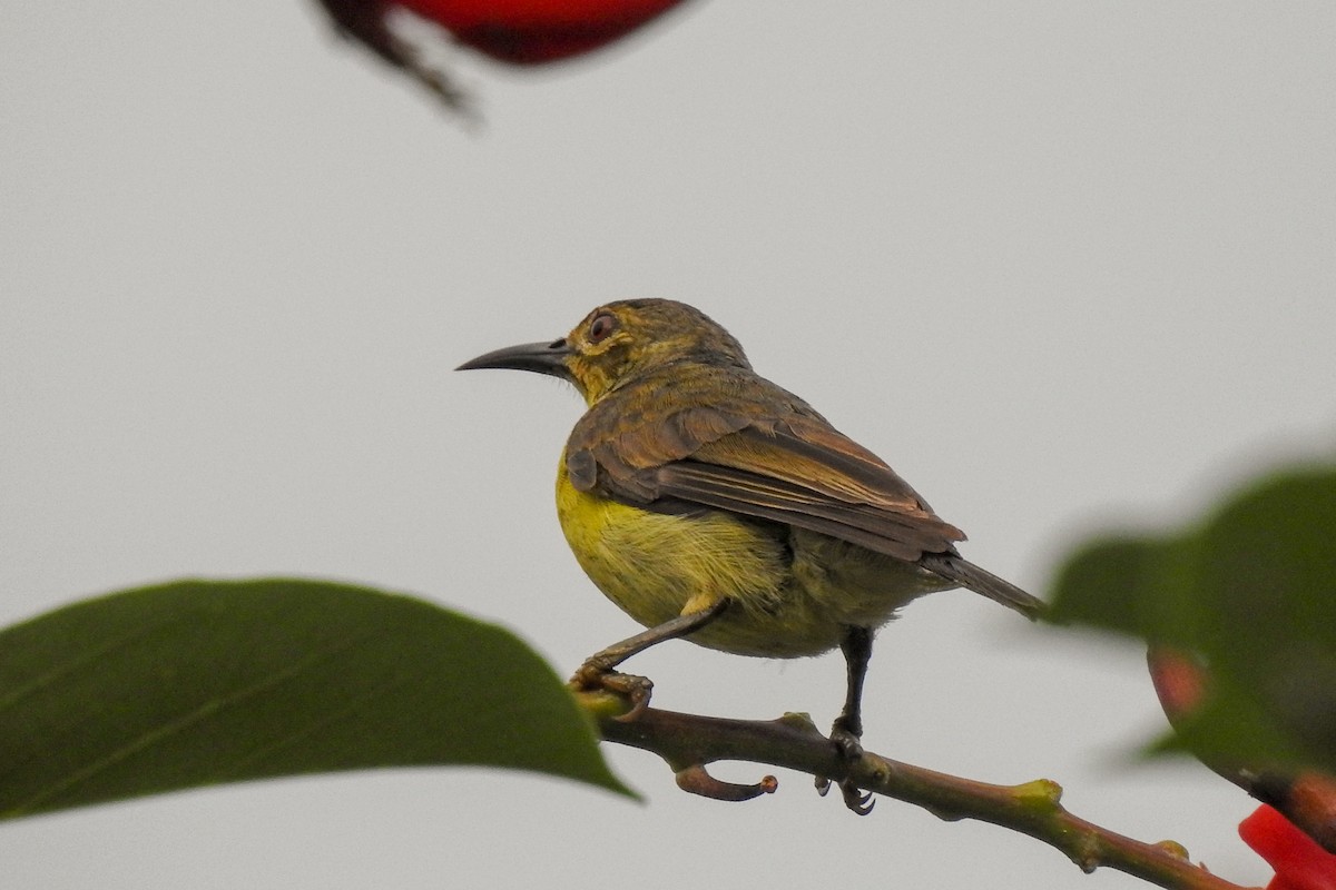 Brown-throated Sunbird - ML136128311