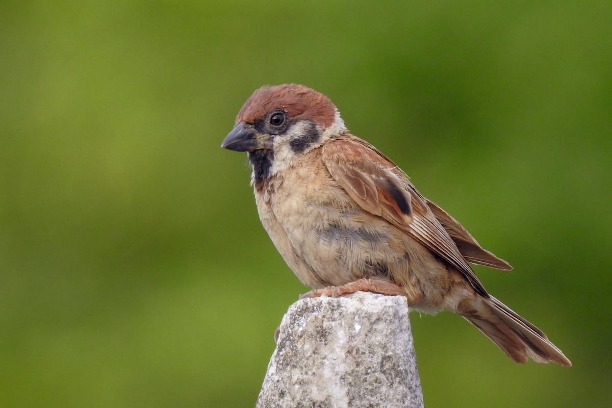 Eurasian Tree Sparrow - ML136128931