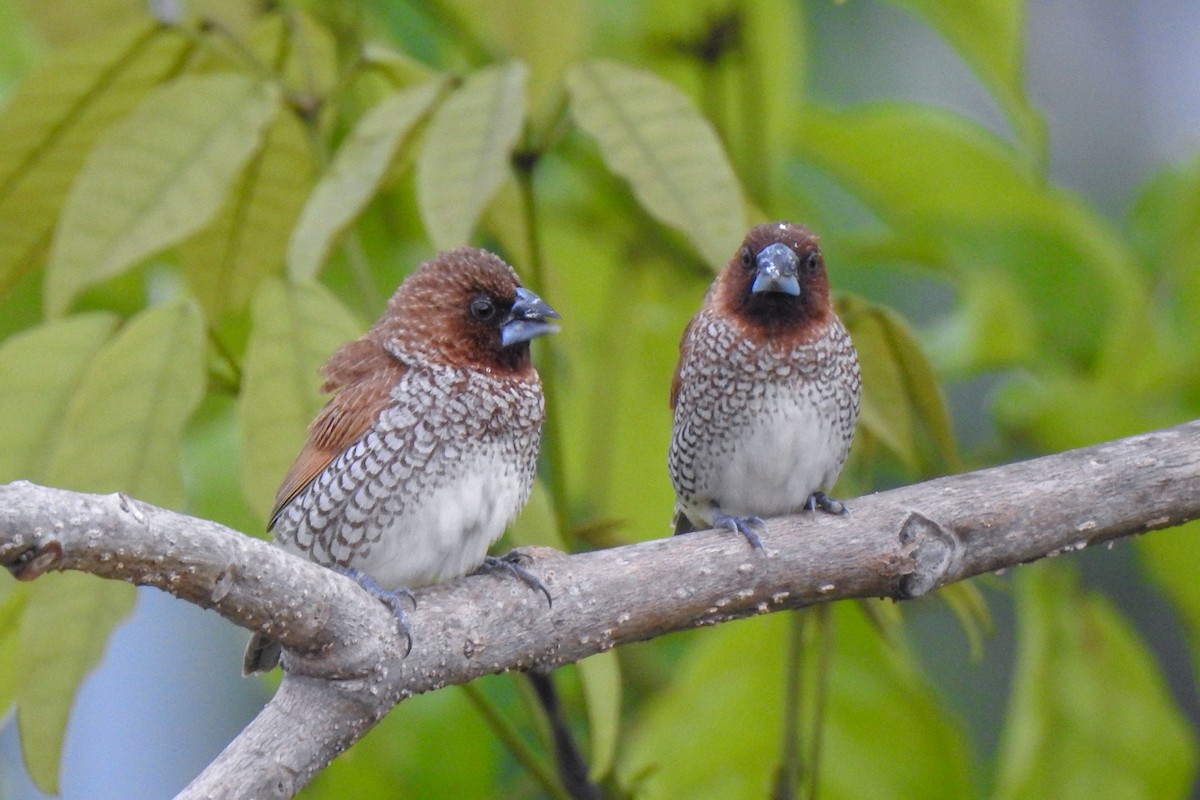 Scaly-breasted Munia - Tommy Pedersen